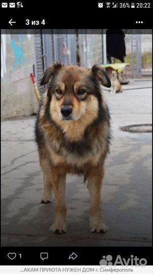 Собака бесплатно