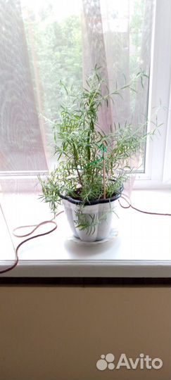 Цветок в горшке розмарин