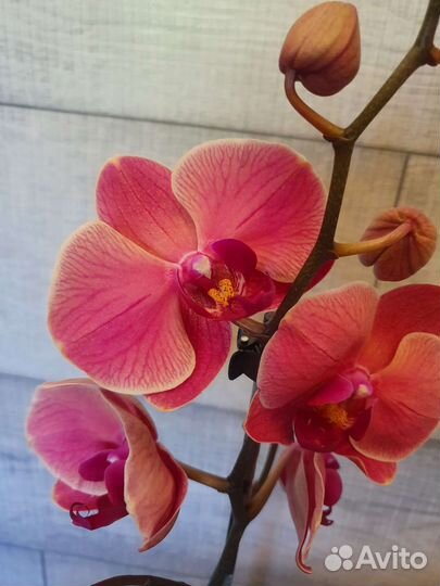 Сортовая орхидея Narbonna