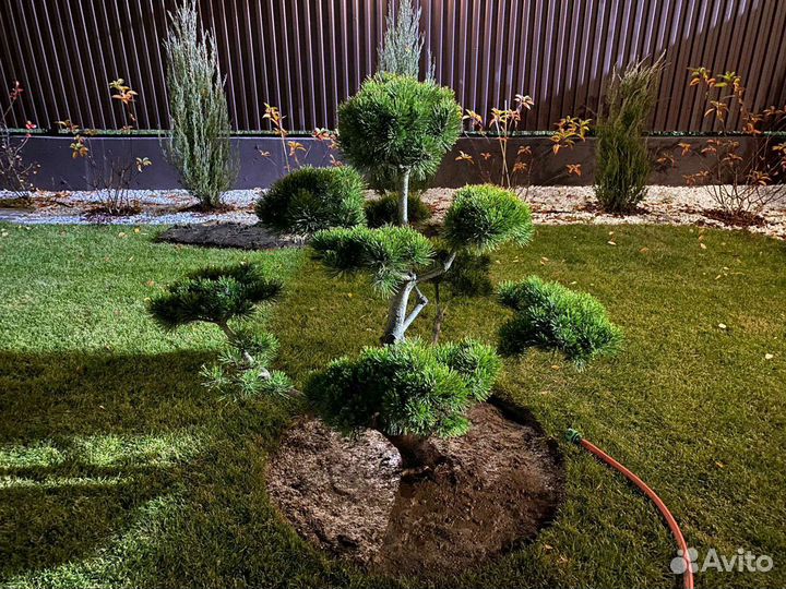 Бонсай штамбы сосна горная, ель голубая, можжевель