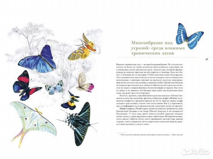 Бабочки книга