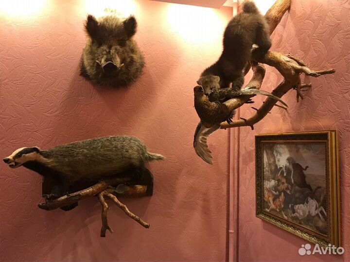 Чучела животных