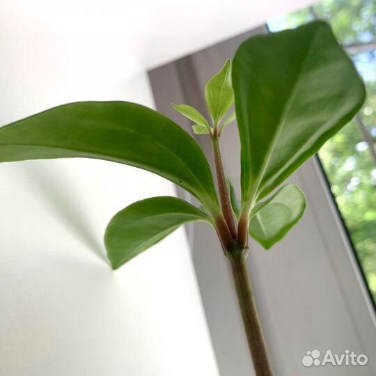 Пеперомия Перескиелистная