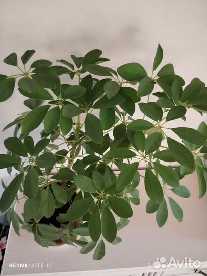 Комнатные цветы шефлера