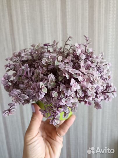 Традесканция каллизия