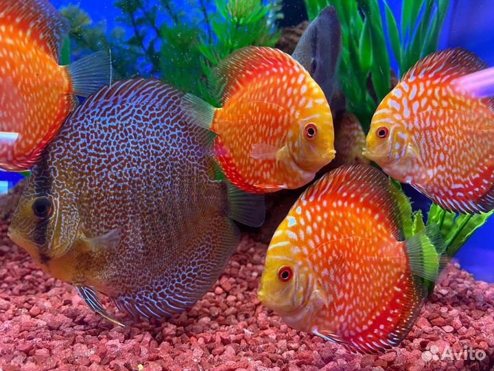 Дискусы в наличии и под заказ