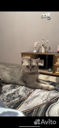 Вязка кота