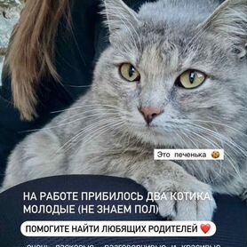 Отдадим кошечку