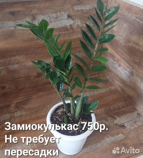 Нефролепис