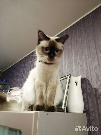 Кошка