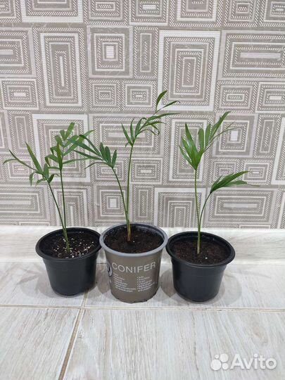 Хамедорея элеганс