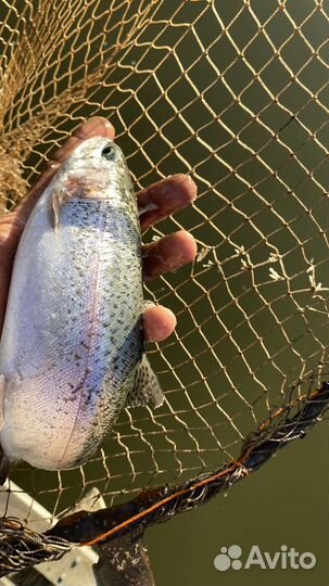 Свежая рыба форель оптом