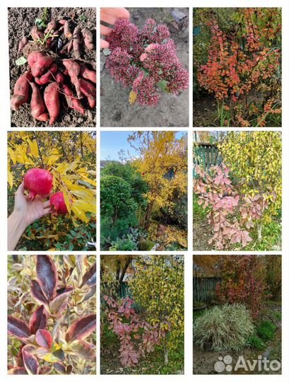 Садовые многолетники