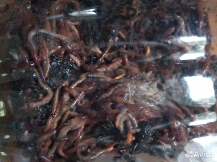 Черви для рыбалки