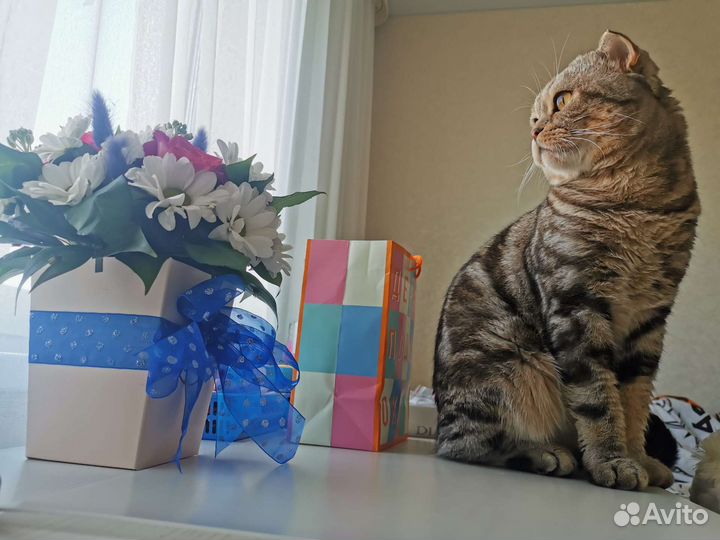 Шотландский кот на вязку