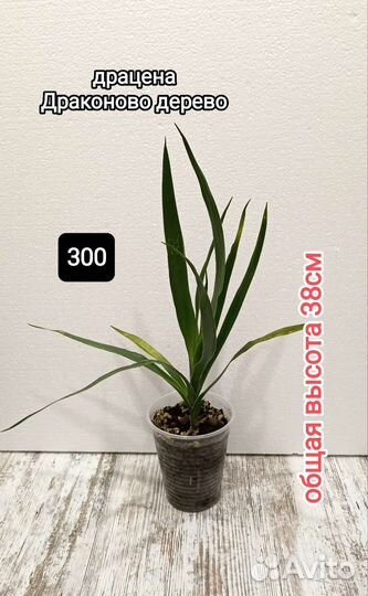 Вашингтония,финик,хамедорея,церопегия