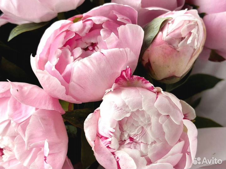 Букет из 21 пиона