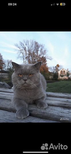 Вислоухие шотландские котята