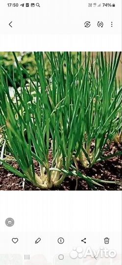 Лук шалот семейный