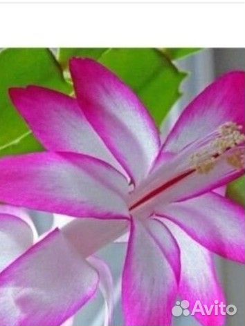 Декабрист шлюмбергера сортовой взрослый большой