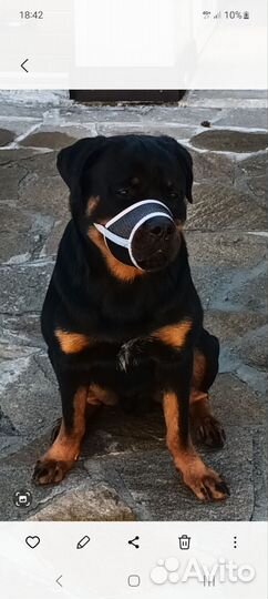 Отдам ротвейлера