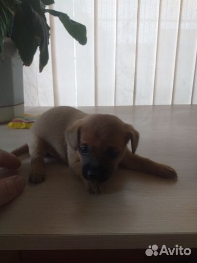 Той-терьер щенки