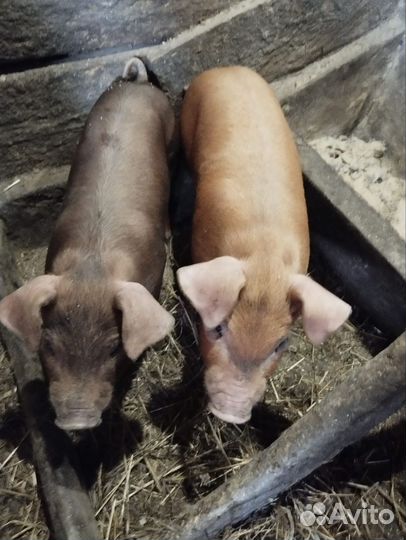 Племенные поросята дюрок
