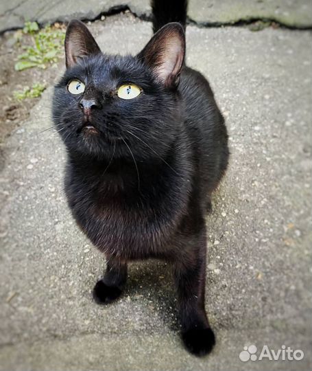 Шанс кошечке на спасение, выпуск через 2 дня