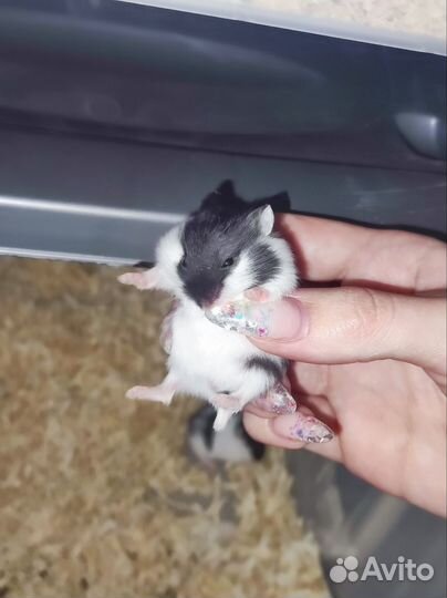 Хомячки ручные