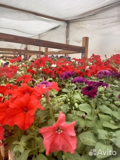 Цветы петунии рассада