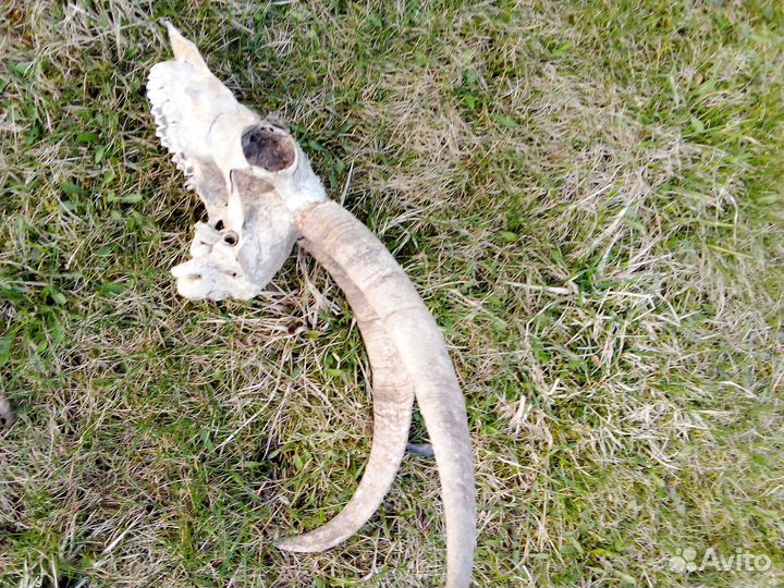 Череп и рога