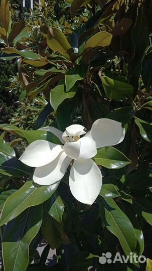 Недвижимость г. Сочи