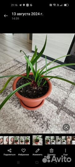 Комнатные цветы