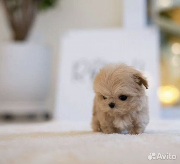 Премиум Мальтипу f1 micro эксклюзив