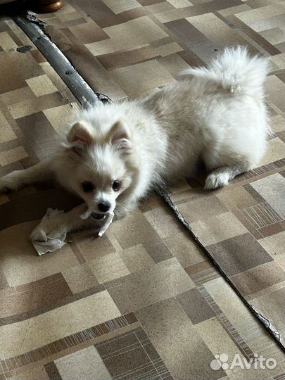 Собачка шпиц