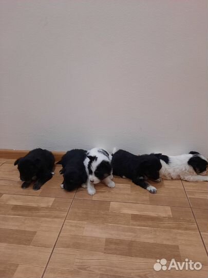 Щенята