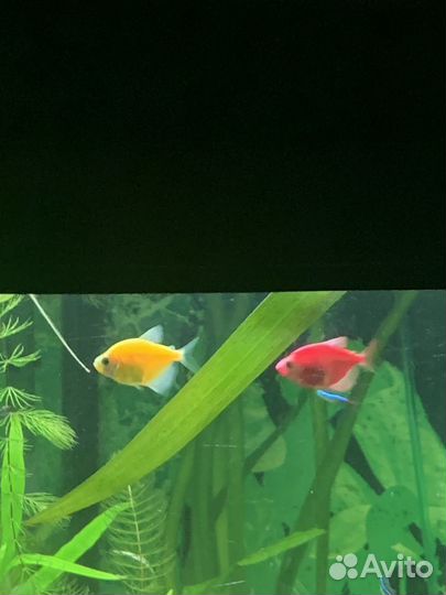 Тернеция гло