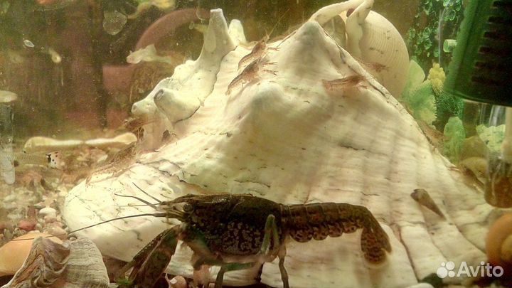 Мраморный рак