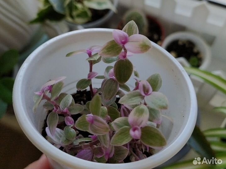 Комнатные цветы