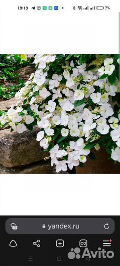 Гортензии,Пассифлора,Канны,Ромашка Гигант