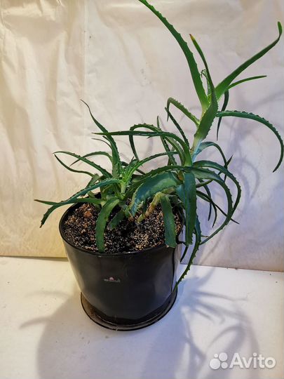 Алоэ в керамическом горшке