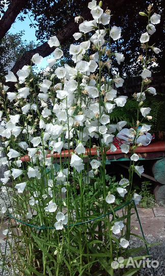 Колокольчик белый