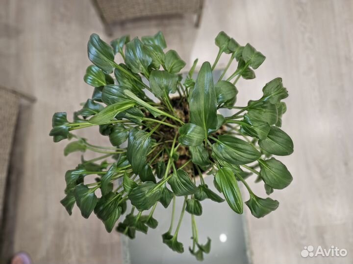 Дримиопсис