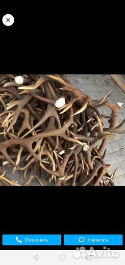 Сkuпка рога лося косули оленя и тд