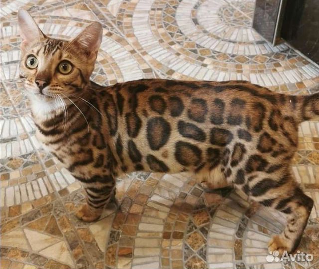 Бенгальский кот вязка, есть котята от него