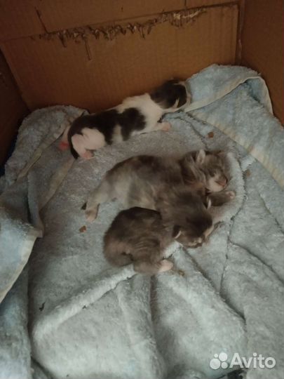 Котята сибирской кошки