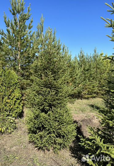 Ель сибирская