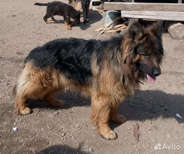 Немецкая овчарка вязка
