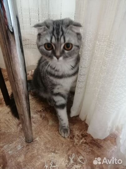 Шотландская вислоухая кошка бесплатно