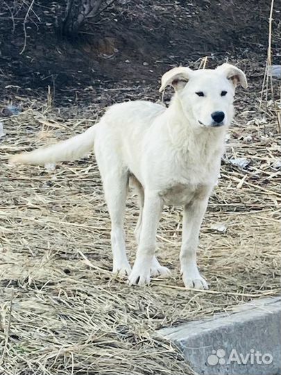 Собаки щенки бесплатно